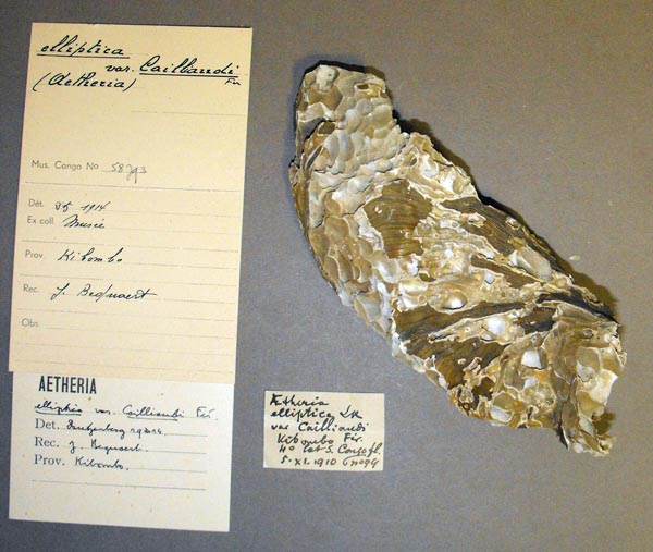 specimen