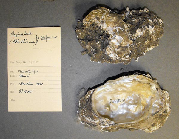 specimen