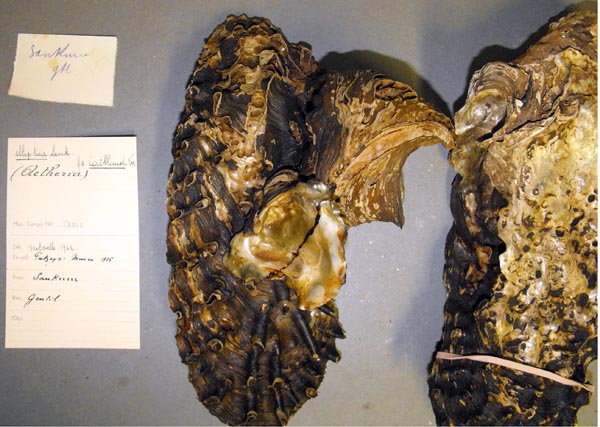 specimen