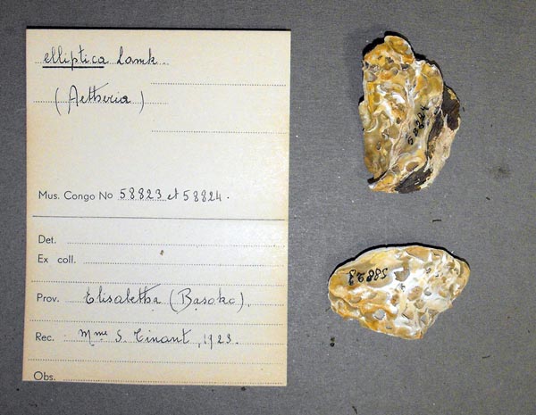 specimen