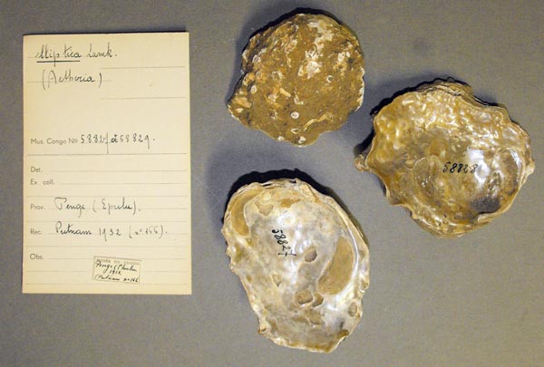specimen