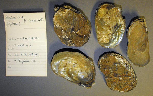 specimen