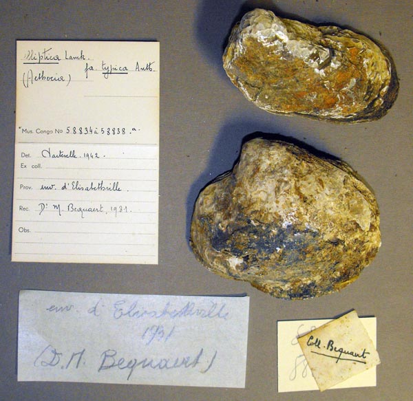 specimen
