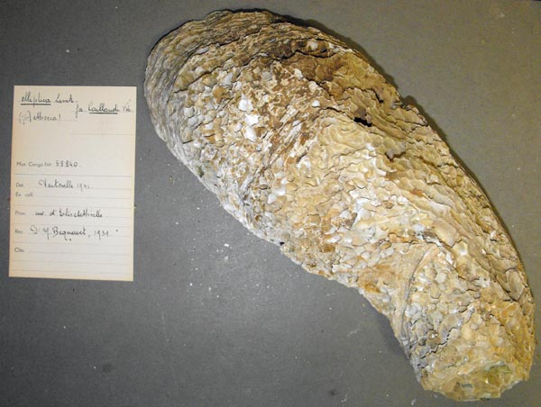 specimen