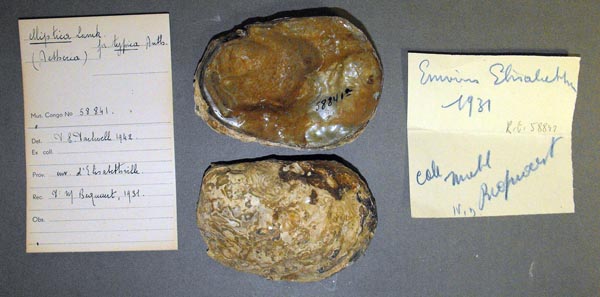 specimen