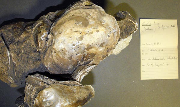 specimen
