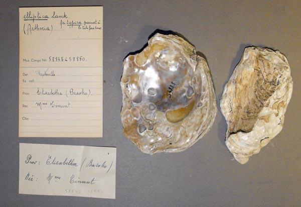 specimen