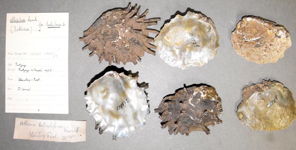 specimen