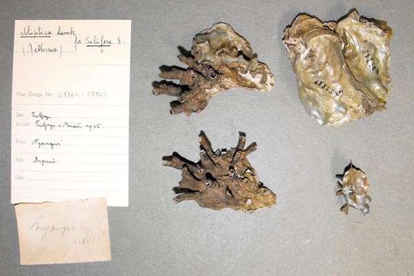 specimen