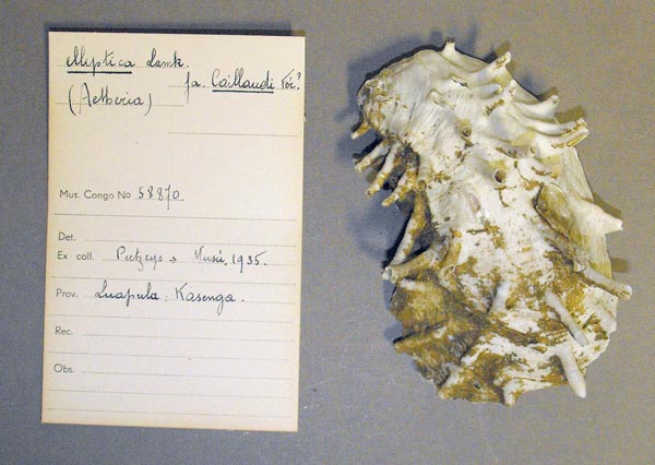 specimen