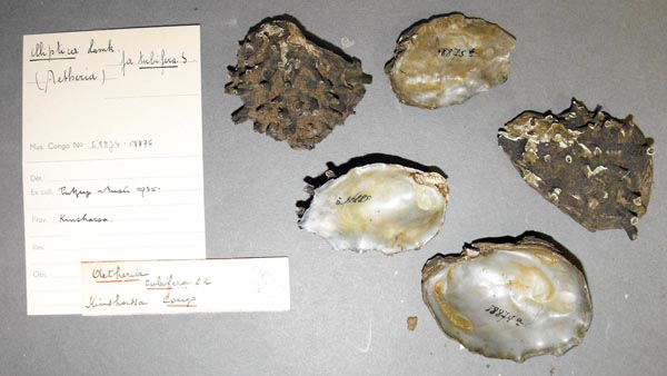 specimen