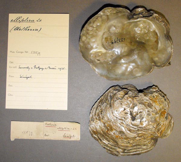 specimen