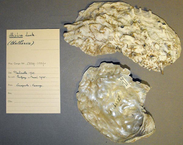specimen