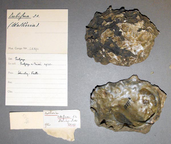 specimen