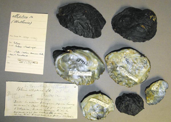 specimen