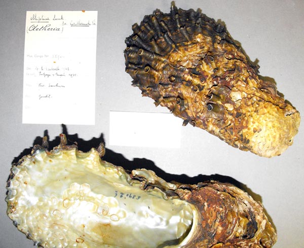 specimen