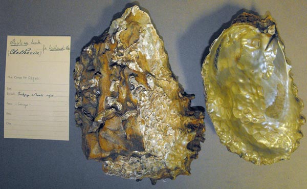 specimen
