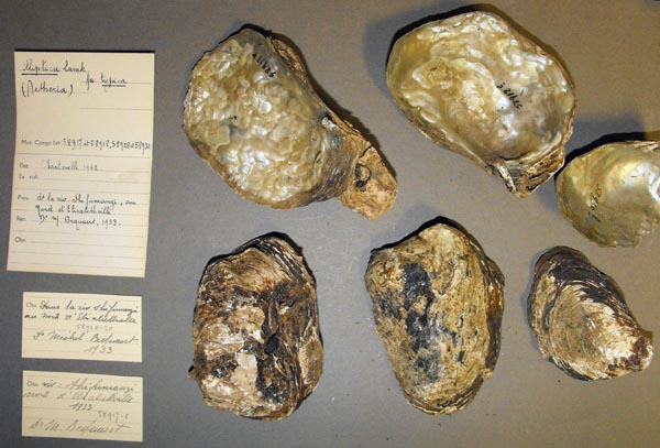 specimen