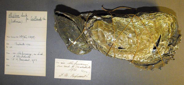 specimen