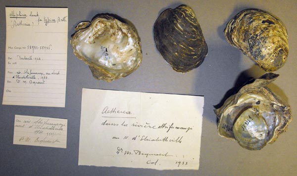 specimen