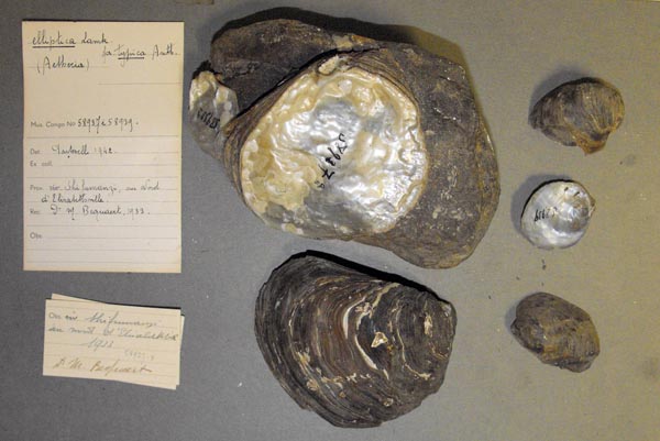 specimen