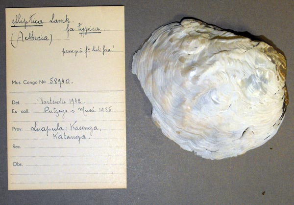 specimen