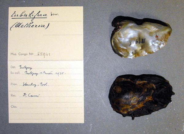 specimen