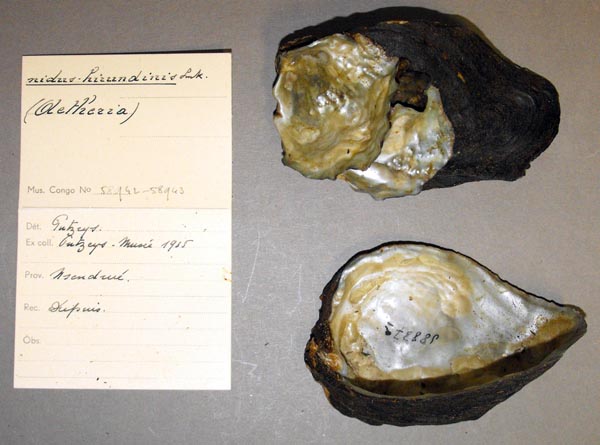specimen