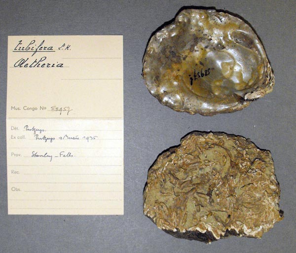 specimen