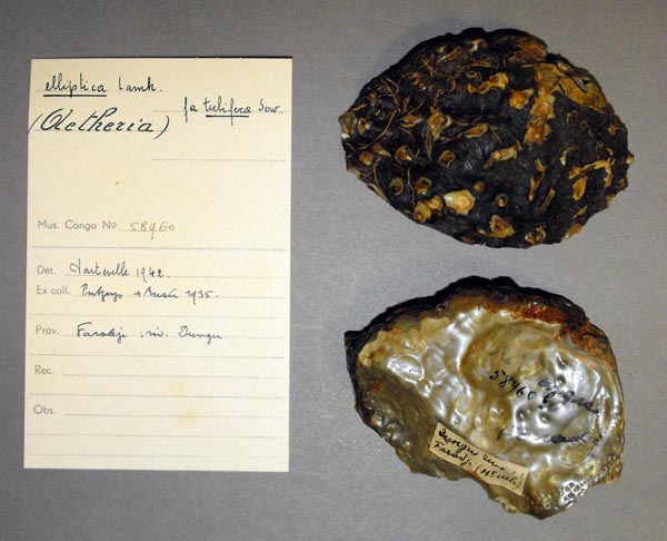 specimen