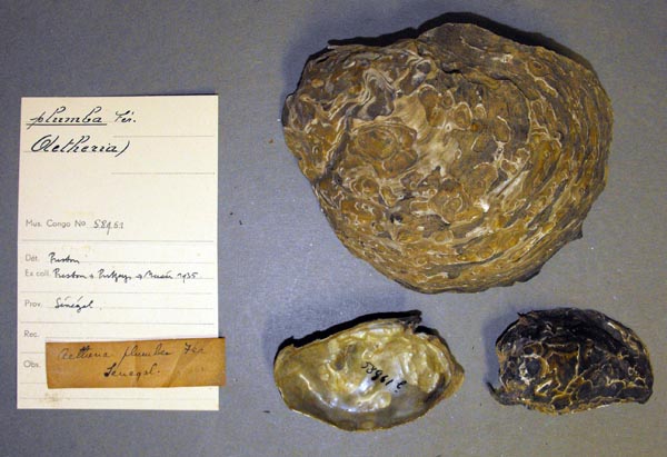 specimen