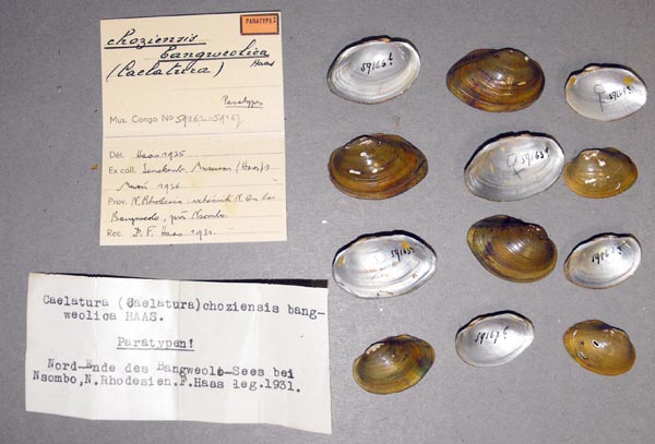 specimen