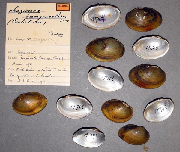 specimen