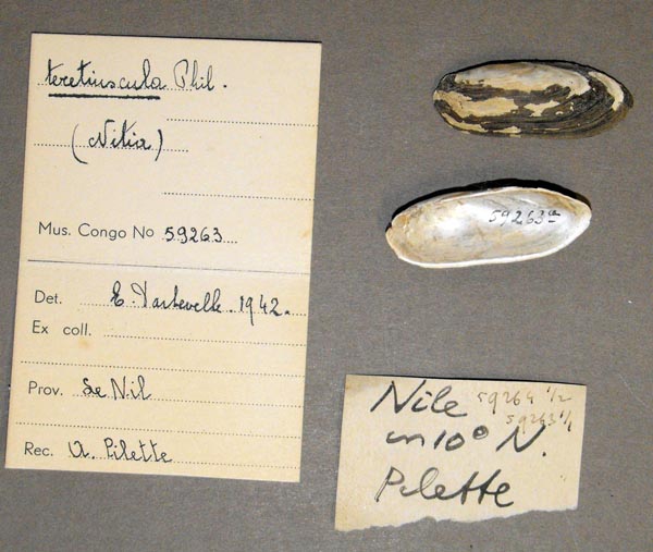 specimen
