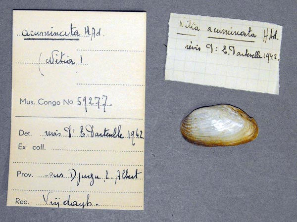 specimen