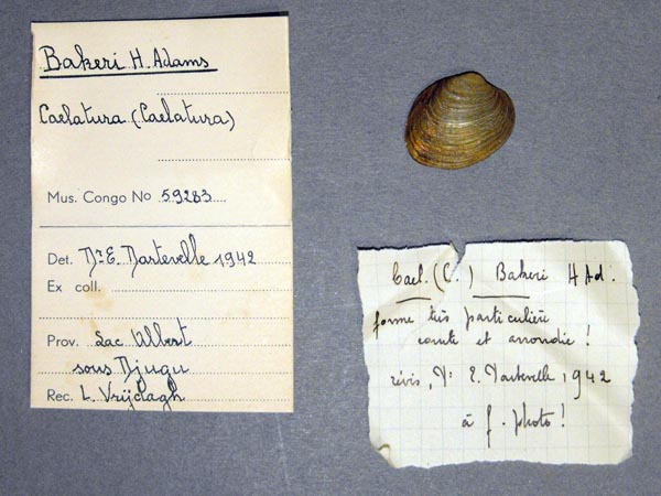 specimen