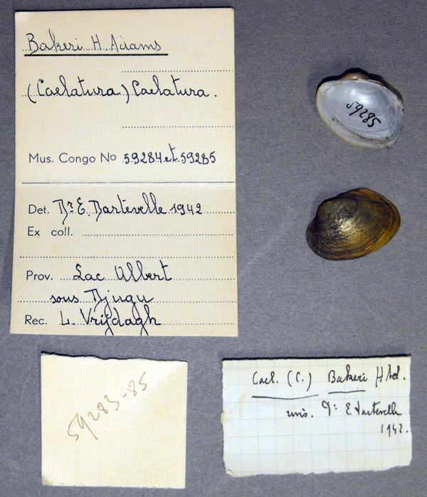 specimen