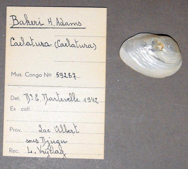 specimen