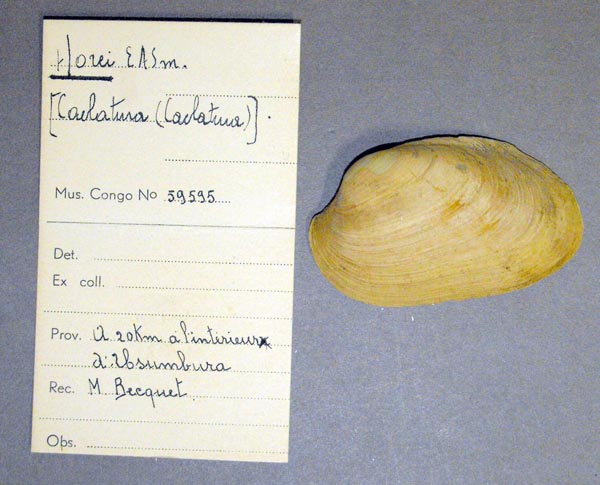 specimen