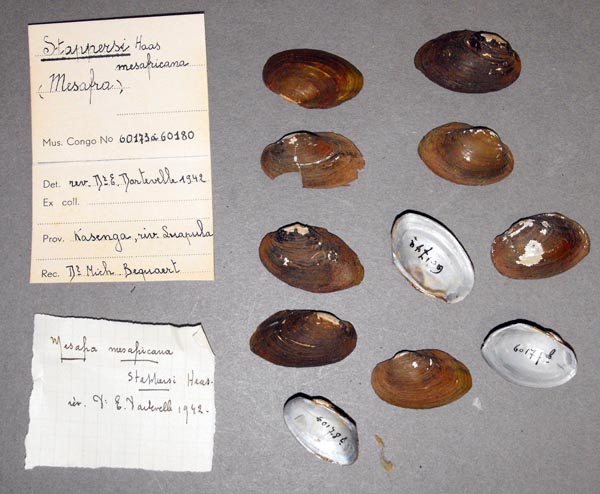 specimen
