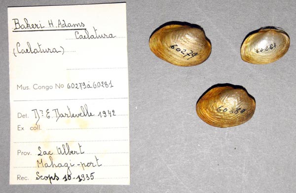 specimen