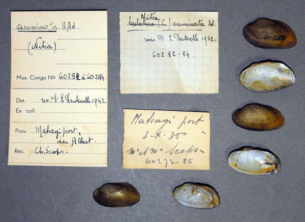 specimen