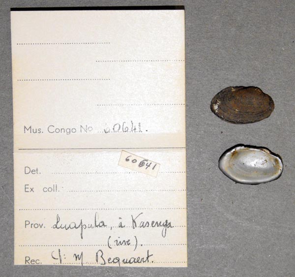 specimen