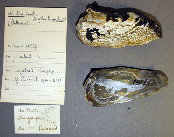specimen