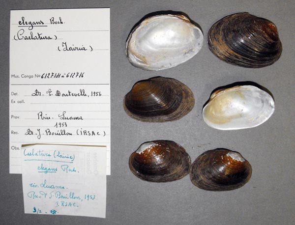 image of lot MRAC_612714 image of lot MRAC_612714