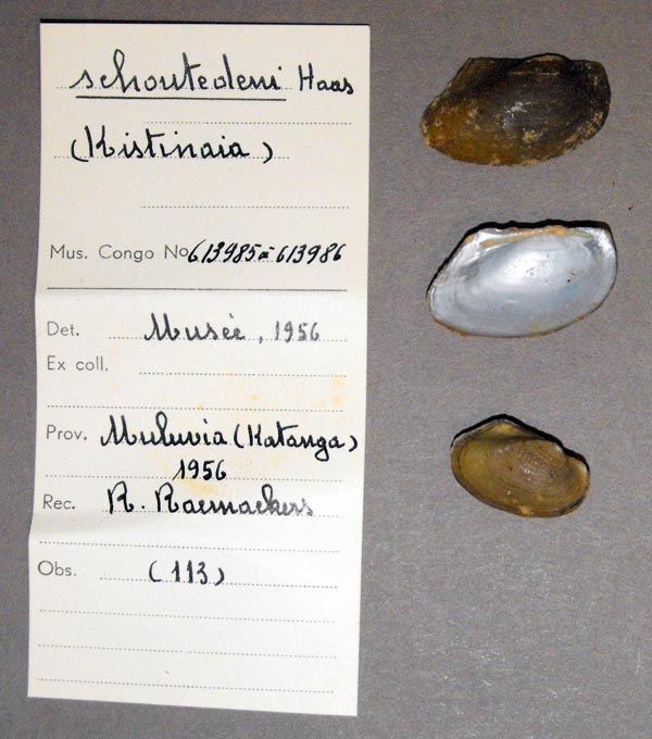 specimen