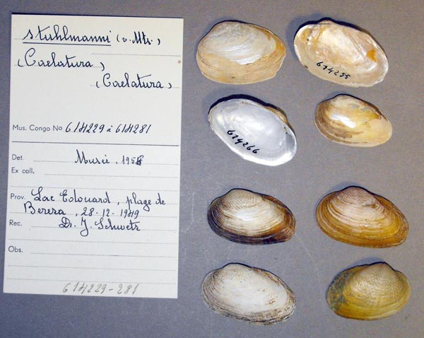 specimen