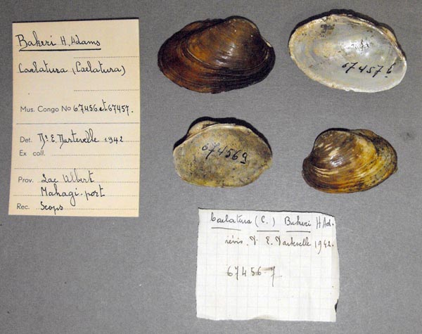 specimen