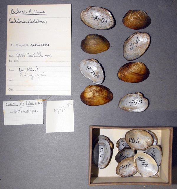 specimen