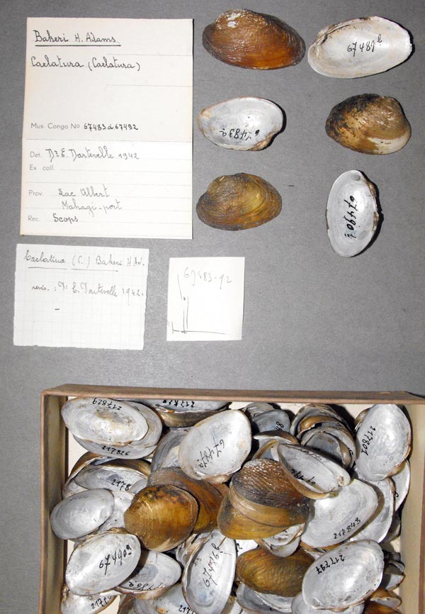 specimen